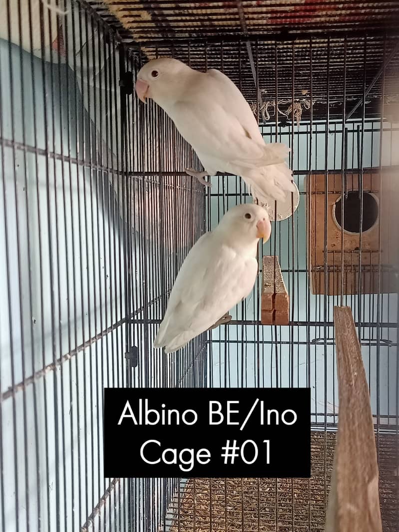 lovebirds breeder setup 6