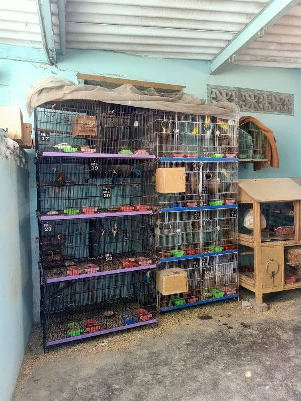 lovebirds breeder setup 14