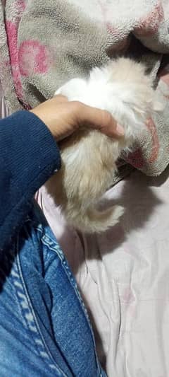 Persian kittens for sale