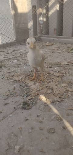 paper white heera chicks