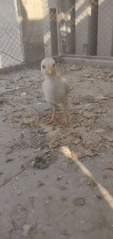 paper white heera chicks 0