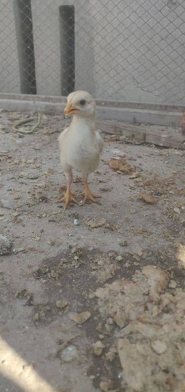 paper white heera chicks 1