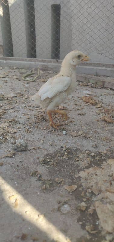 paper white heera chicks 2