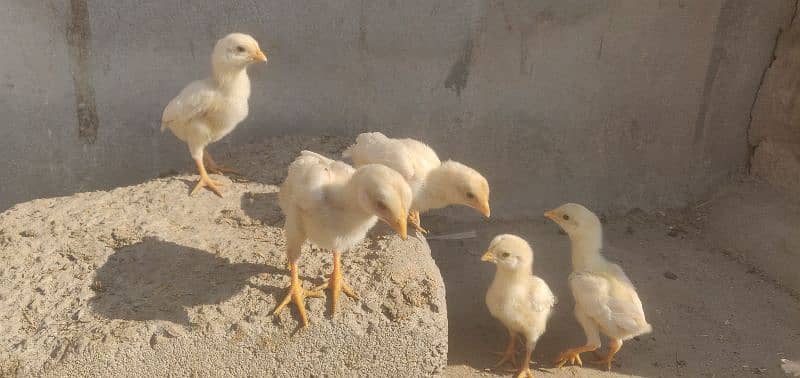 paper white heera chicks 3