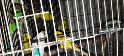 Australian parrot looking at new home