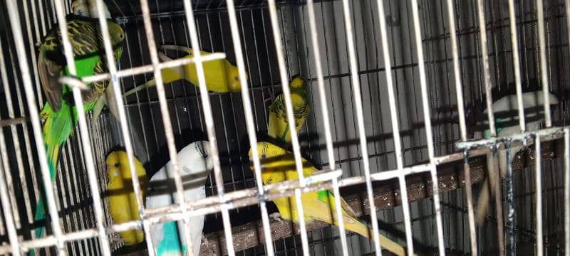 Australian parrot looking at new home 0