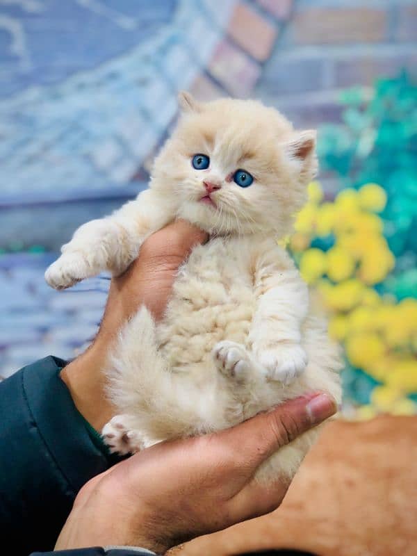 Persian Punch face triple coat cat Kitten 7