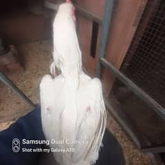 White o shamo piar for sale