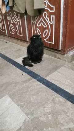 Persian cat for sale