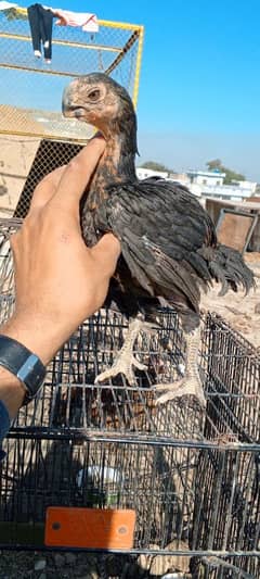 Indian Parrot Beak Long Tail Aseel