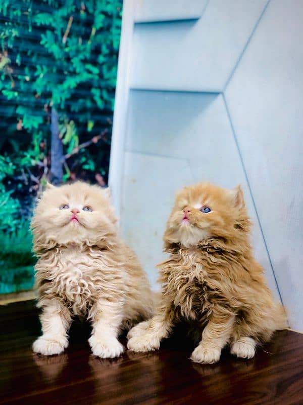 Persian Punch face triple coat cat Kitten 17