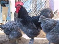 blue and black australorp heritage eggs only australop