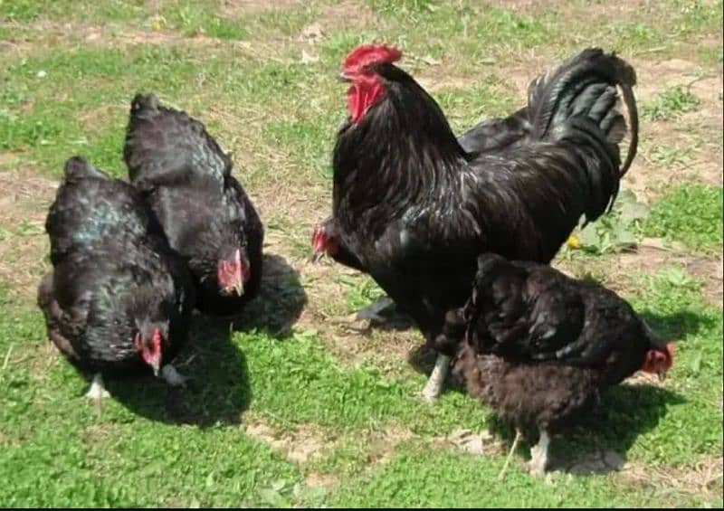 blue and black australorp heritage eggs only australop 2