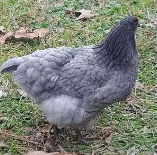 blue and black australorp heritage eggs only australop 3