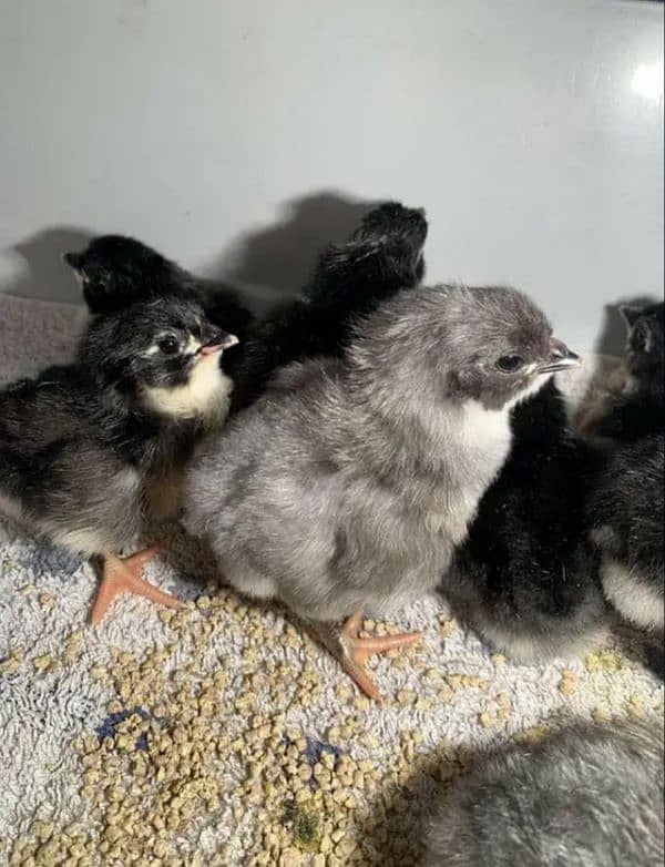 blue and black australorp heritage eggs only australop 4