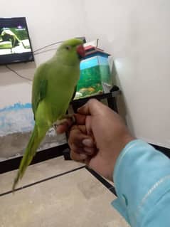 green parrot