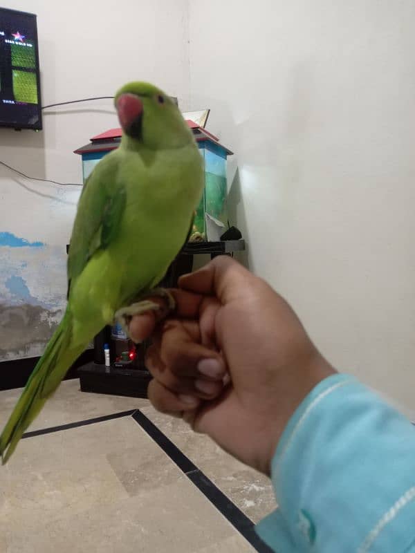 green parrot 1