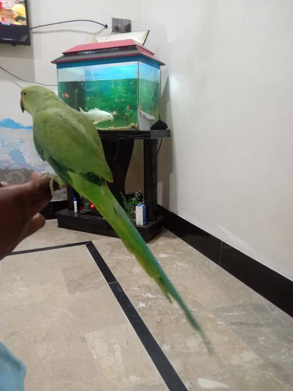 green parrot 2