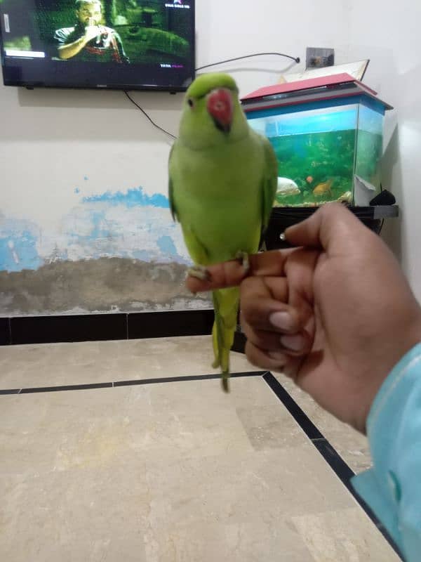 green parrot 4