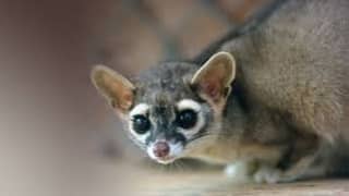 ringtail cat