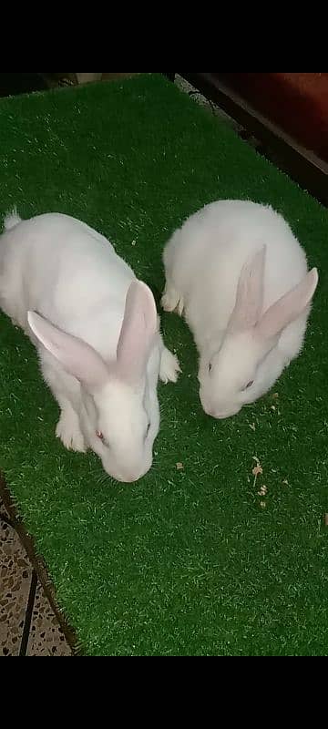 Newziland white Rabbit Bunnies pair for sale 0