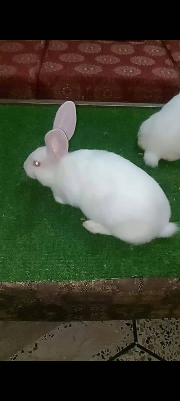 Newziland white Rabbit Bunnies pair for sale 1