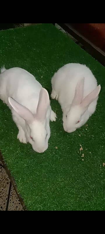 Newziland white Rabbit Bunnies pair for sale 2