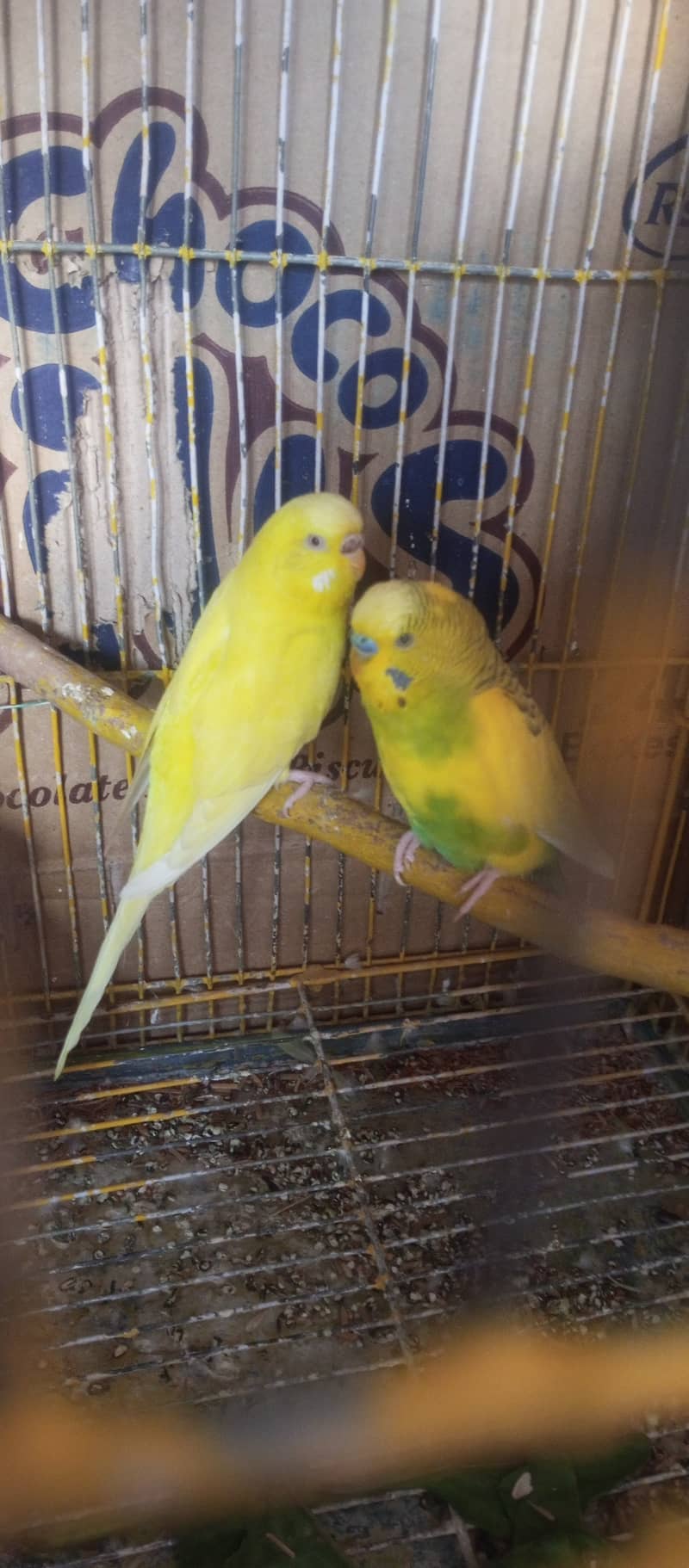 Lovebirds common lutino, Australian budgies breeder pair for sale 0