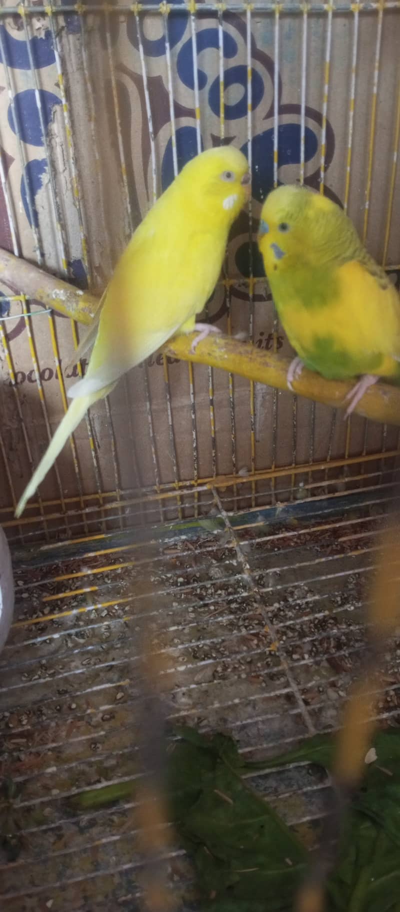 Lovebirds common lutino, Australian budgies breeder pair for sale 1