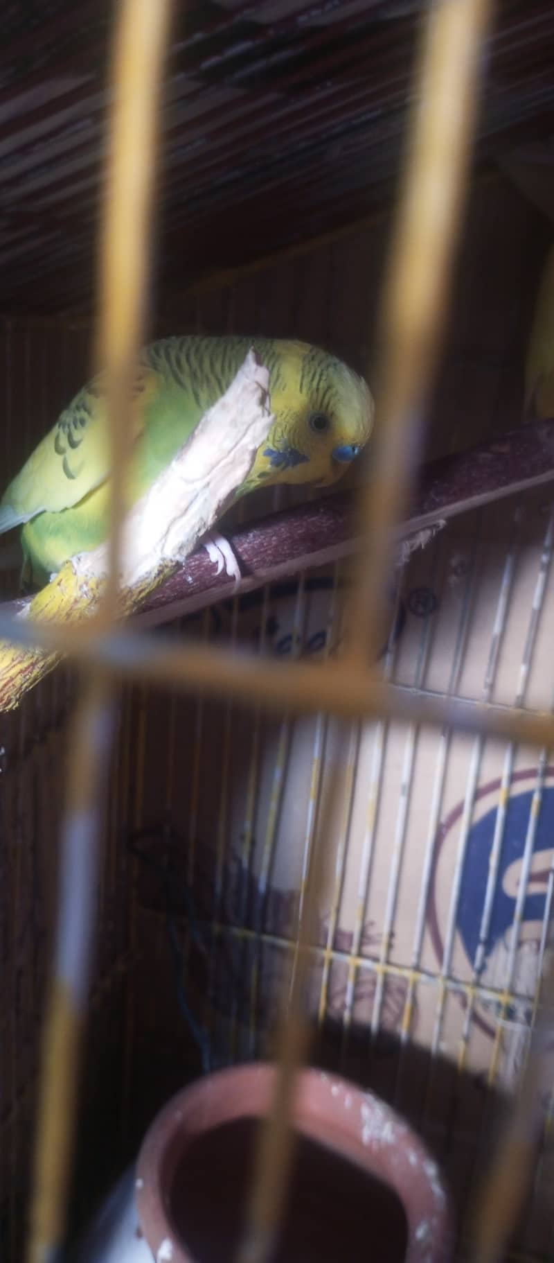 Lovebirds common lutino, Australian budgies breeder pair for sale 2