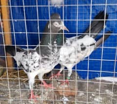 pigeon pure teddy pair argent sale? 03224690184