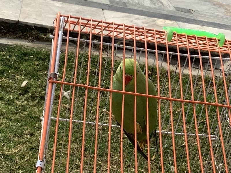 Raw parrot for sale 0