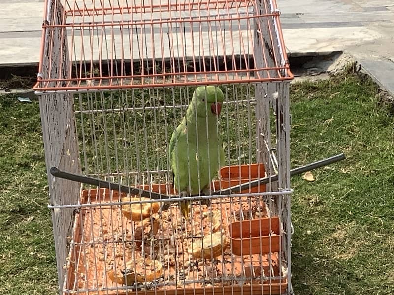 Raw parrot for sale 1