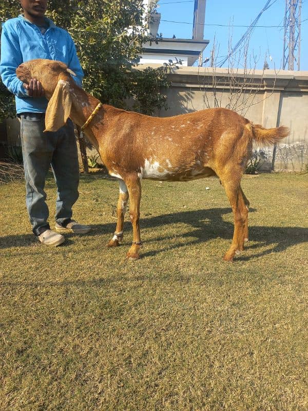 makhi cheeni gabhan bakri 1