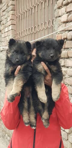 German Shepherd |black German Shepherd puppies | puppy | GSD dog