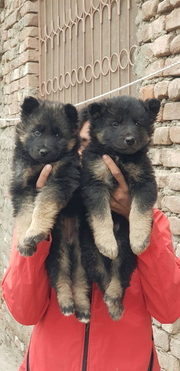 German Shepherd |black German Shepherd puppies | puppy | GSD dog 0