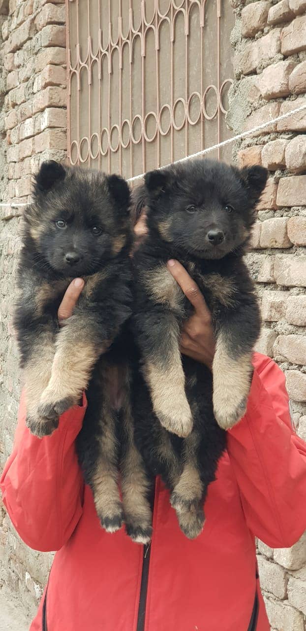 German Shepherd |black German Shepherd puppies | puppy | GSD dog 1