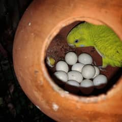 Bagrigar, Astarlian Birds breader