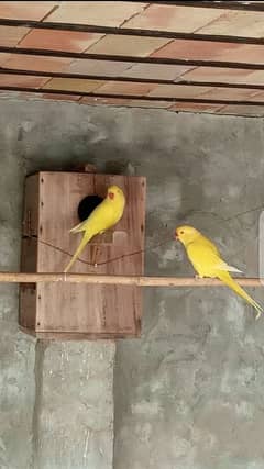 YELLOW BREEDER PAIR FOR SALE