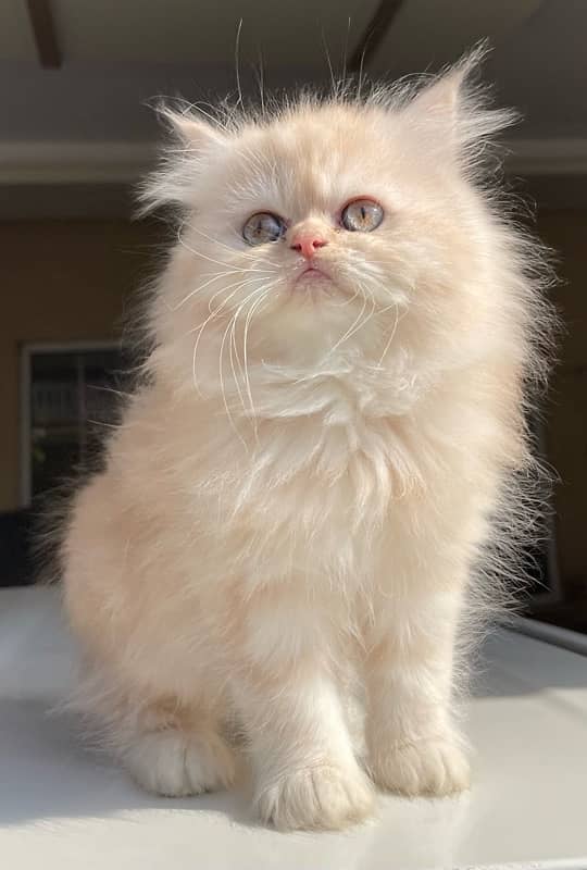 Persian Kittens Available 3