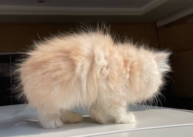 Persian Kittens Available 5