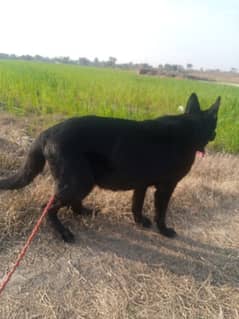 black shaphed female for sale top quality