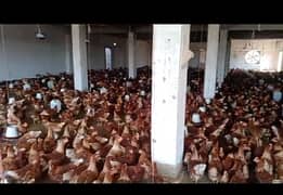 lohman brown |lohman brown hen | lohman murghi |eggs laying hens |eggs