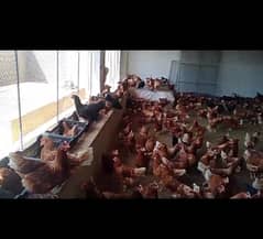 lohman brown |lohman brown hen | lohman murghi |eggs laying hens |eggs