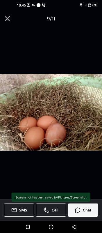 lohman brown |lohman brown hen | lohman murghi |eggs laying hens |eggs 4