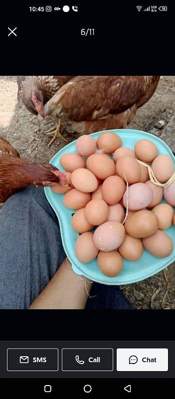 lohman brown |lohman brown hen | lohman murghi |eggs laying hens |eggs 5