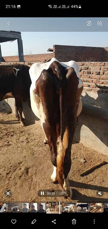 BACHRA /BULLS / MALE COW/ WACHAS 12