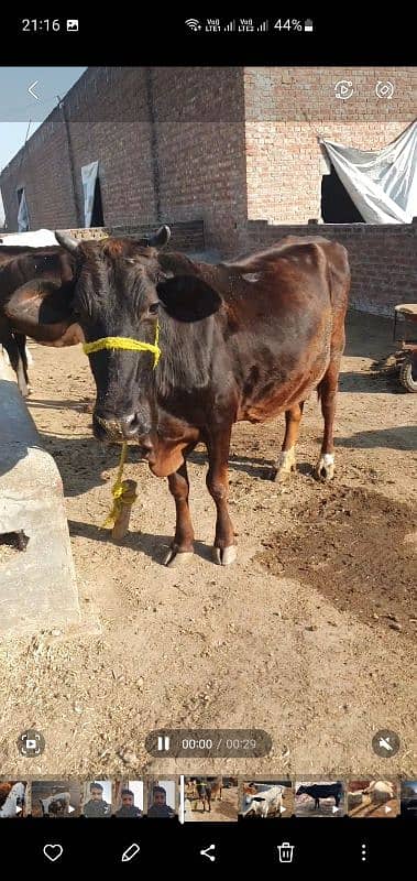 BACHRA /BULLS / MALE COW/ WACHAS 13