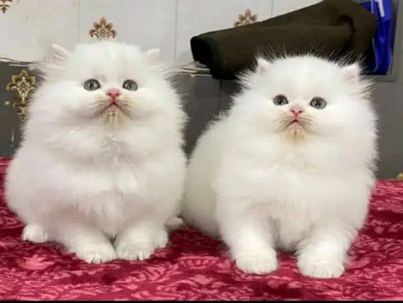 Persian kittens triple coat pair for sale contact whatsap 03095180992 3