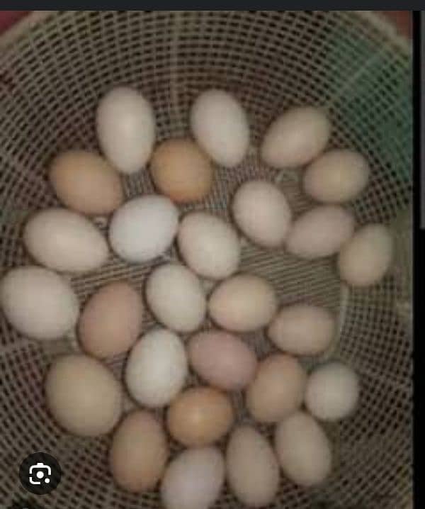 Desi eggs for sale original & fresh دیسی انڈے 1